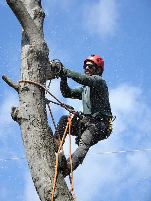 Duquesne Heights lumberjack-tree-removal-Pittsburgh