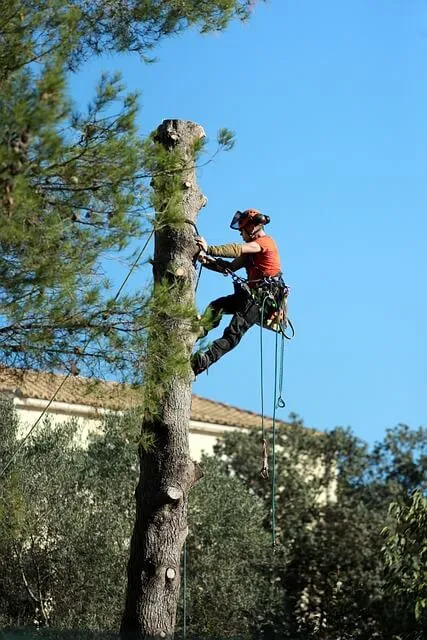 tree-removal-service-Pittsburgh-Pennsylvania Knoxville