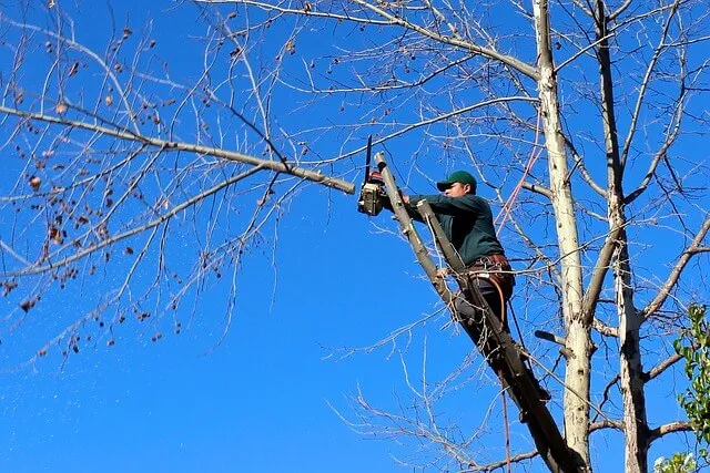 Fineview tree-trimming-Pittsburgh